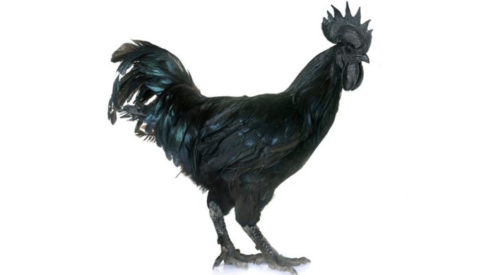 Ayam Cemani: Asal-usul, Manfaat, dan Harga Selangit di Pasar Eropa