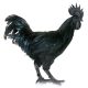 Ayam Cemani