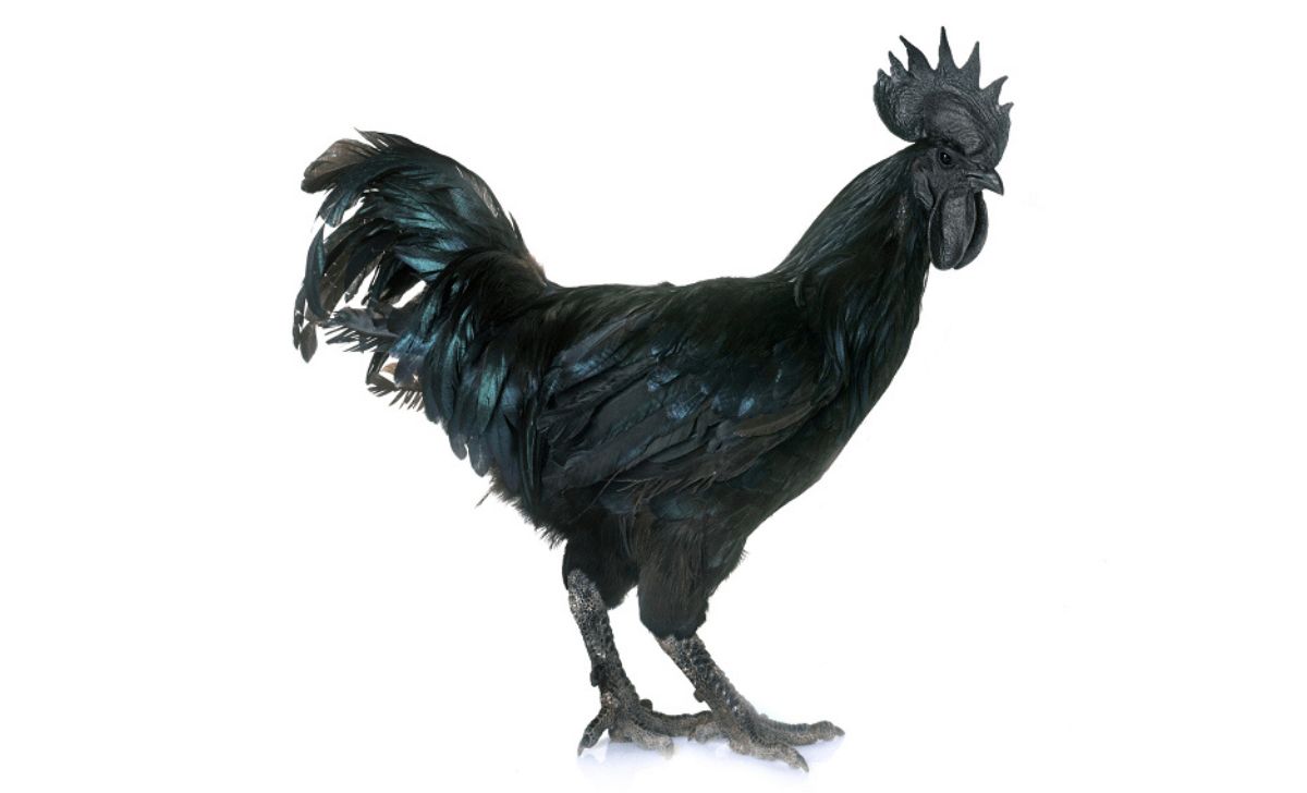 Ayam Cemani