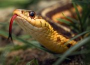 Erek Erek 2D, 3D, & 4D Berdasarkan Kode Alam Ular dan Arti Mimpi