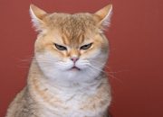 Erek Erek 2D, 3D, & 4D dari Kode Alam Kucing Beserta Tafsir Mimpinya