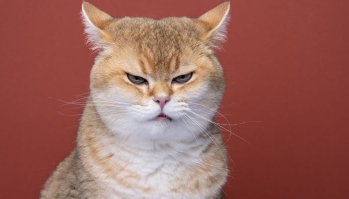 Erek Erek 2D, 3D, & 4D dari Kode Alam Kucing Beserta Tafsir Mimpinya