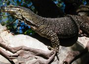 Kode Alam Biawak 2D, 3D, & 4D: Prediksi Angka Jitu dari Tafsir Mimpi