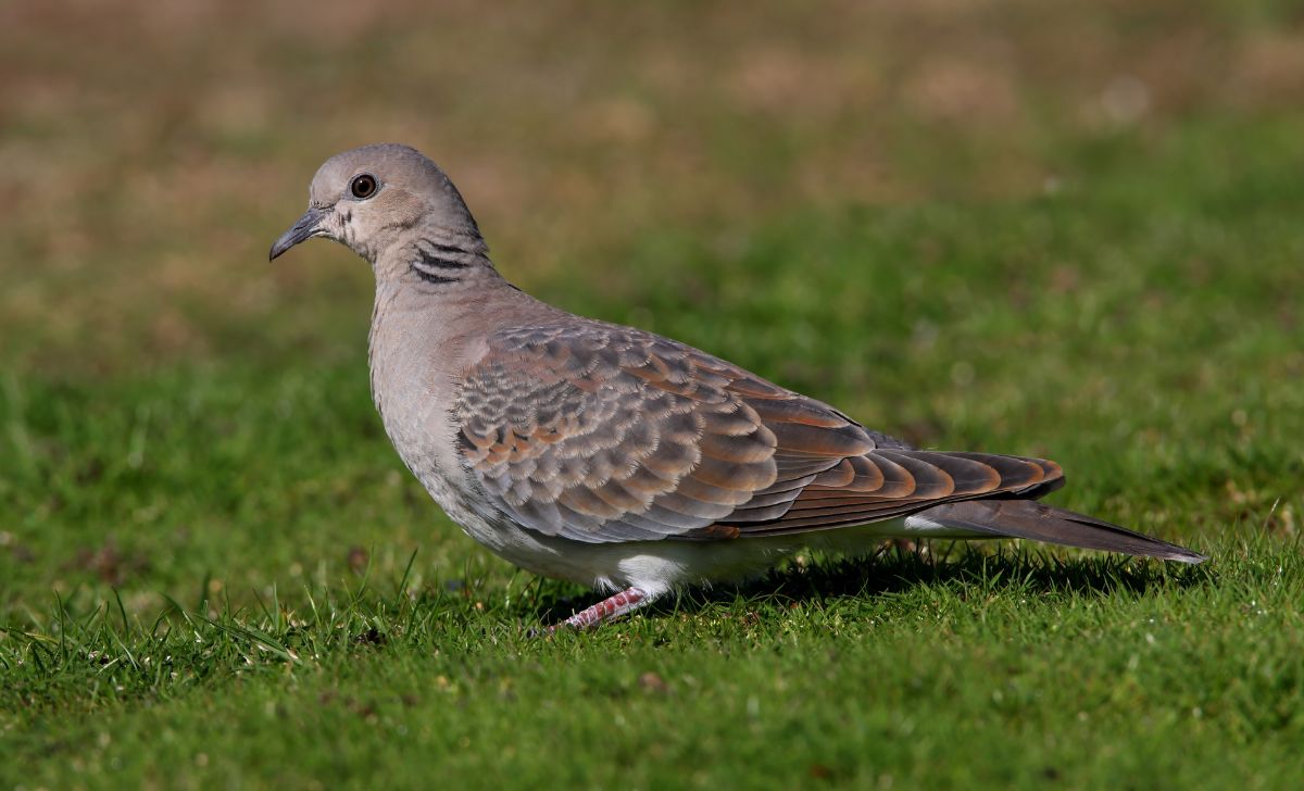 Kode Alam Burung Perkutut