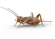 Kode Alam Jangkrik 2D, 3D, & 4D: Arti Mimpi dan Angka dalam Primbon