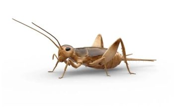 Kode Alam Jangkrik 2D, 3D, & 4D