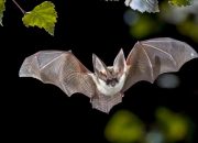 Kode Alam Kelelawar 2D, 3D, & 4D: Prediksi Angka Jitu dari Tafsir Mimpi