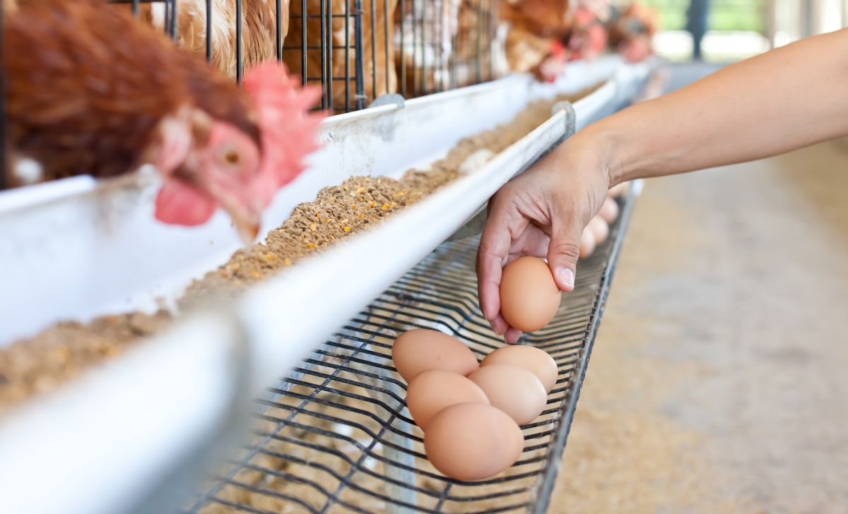 Kode Alam Telur Ayam