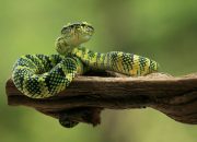 Kode Alam Ular 2D, 3D, & 4D: Tafsir Mimpi Hingga Angka Jitu Hari Ini