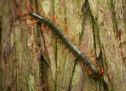 Kode Alam Kelabang 2D, 3D, & 4D: Tafsir Mimpi Hingga Angka Jitu Hari Ini