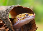 Kode Alam Tokek 2D, 3D, & 4D: Prediksi Angka Jitu dari Tafsir Mimpi