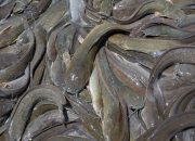 Kode Alam Ikan Lele 2D, 3D, & 4D: Menyelami Makna Mimpi dan Angka