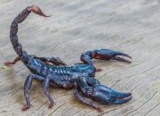 Kode Alam Kalajengking 2D, 3D, & 4D: Memahami Tafsir Mimpi dan Angka