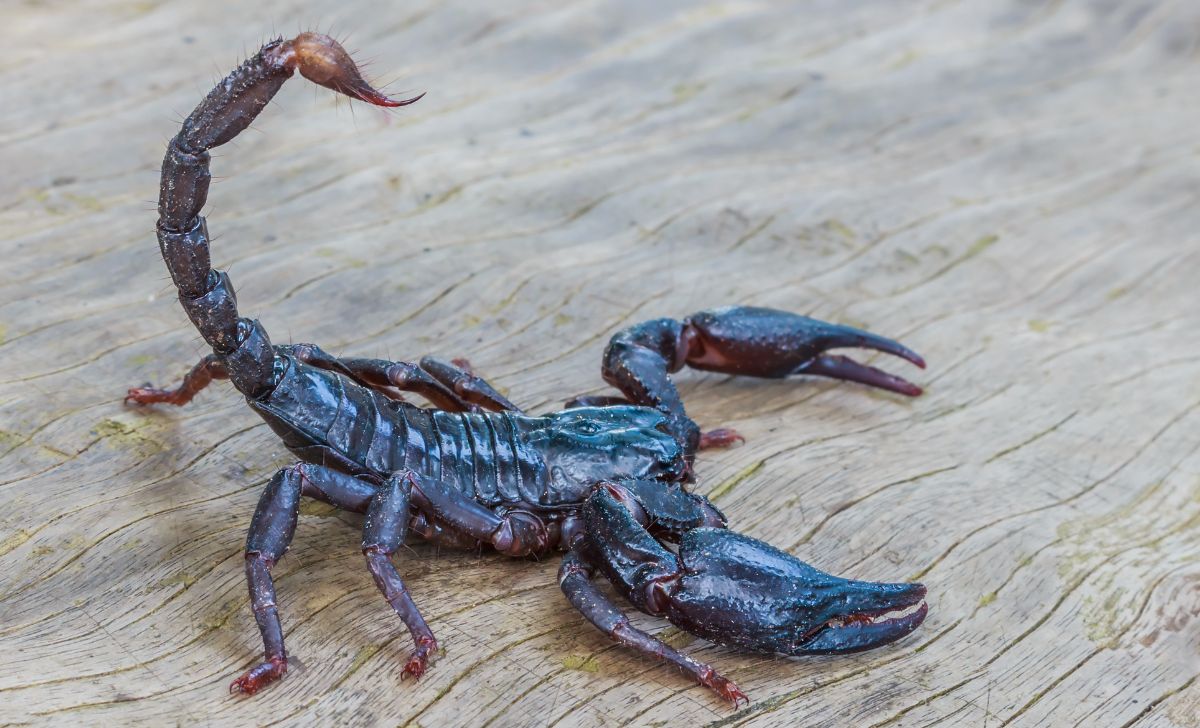 Kode alam kalajengking