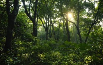 Manfaat Hutan Lindung