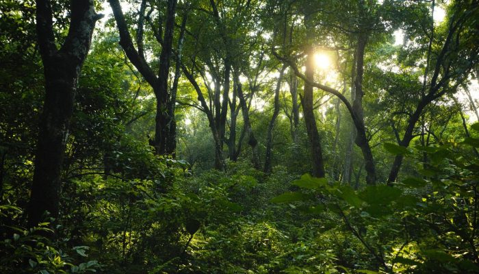 Apa Manfaat Hutan Lindung Bagi Kehidupan? Mari Bersama Jaga Hutan Kita!