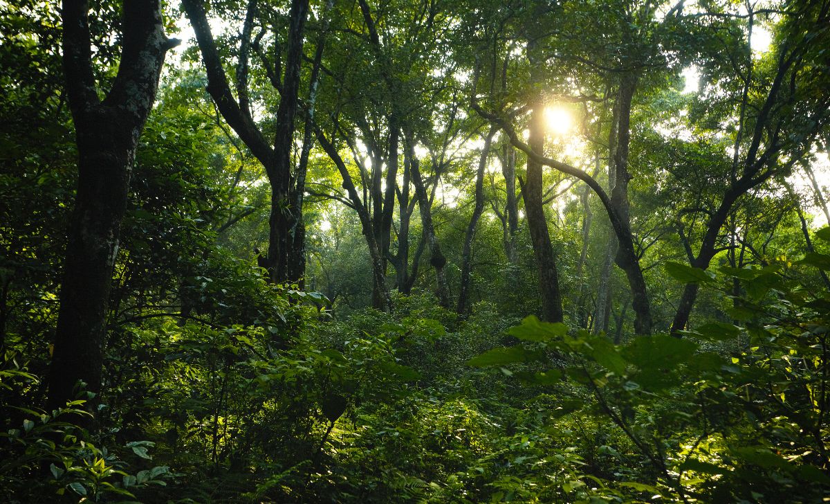 Manfaat Hutan Lindung