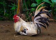 Kode Alam Ayam 2D, 3D, & 4D: Prediksi Angka Jitu dari Tafsir Mimpi