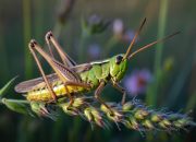 Kode Alam Belalang 2D, 3D, & 4D: Prediksi Syair Macau dari Tafsir Mimpi