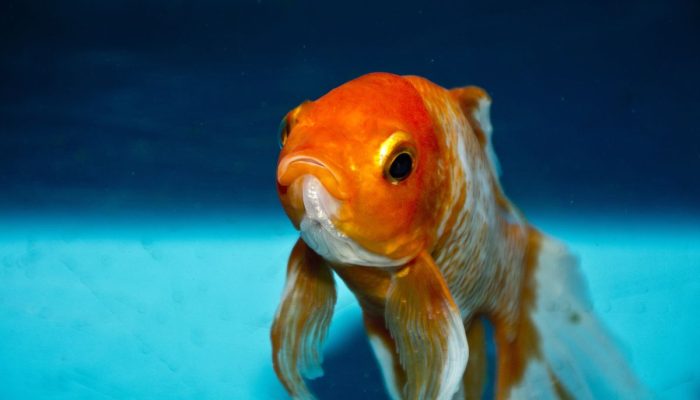 Kode Alam Ikan Mas 2D, 3D, & 4D: Prediksi Angka Jitu dari Tafsir Mimpi