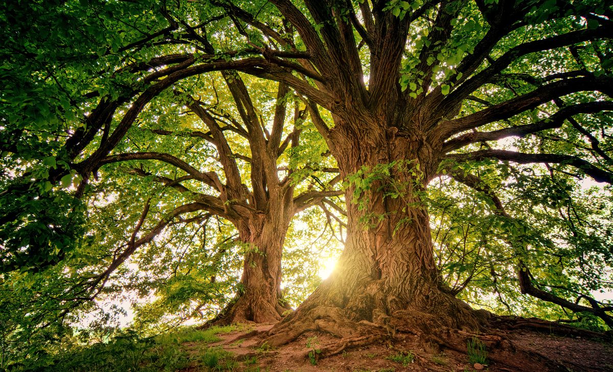 Manfaat Pohon yang Selama Ini Diabaikan