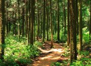 Pencemaran Lingkungan