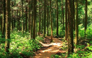 Pencemaran Lingkungan