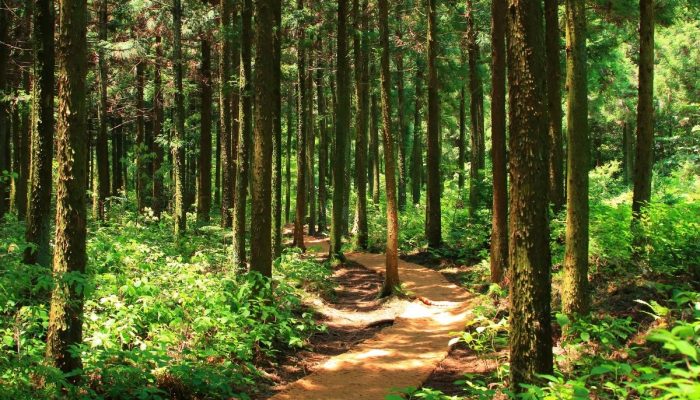 Pencemaran Lingkungan: Serangan Senyap di Bumi Kita