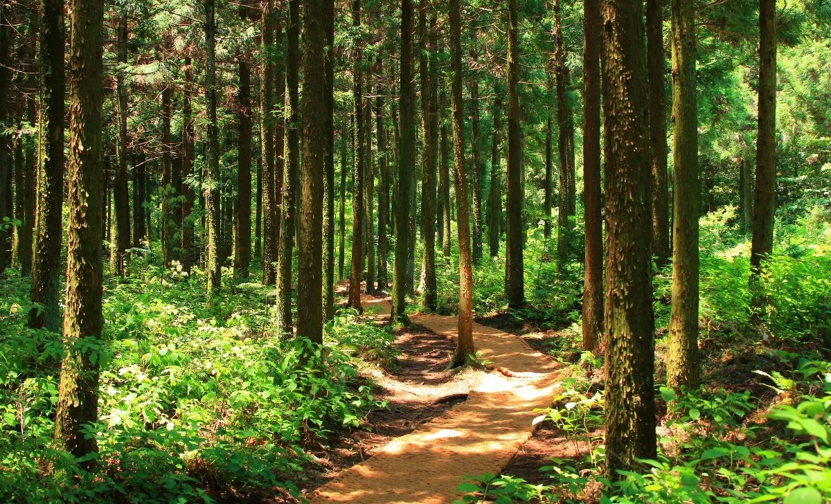 Pencemaran Lingkungan