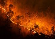 dampak kebakaran hutan