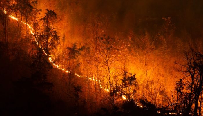 Dampak Kebakaran Hutan Bagi Lingkungan Sekitar, Seberapa Bahaya? Yuk Simak!