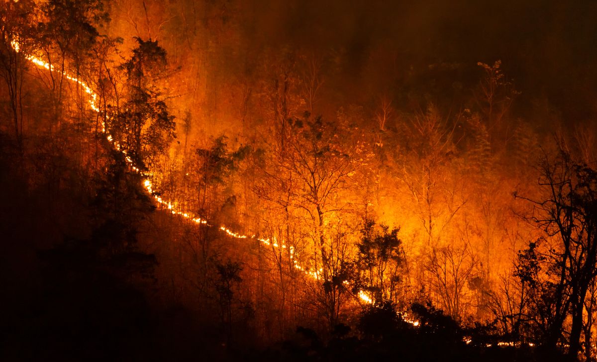 dampak kebakaran hutan