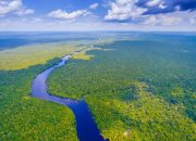 Aktivitas Seru di Hutan Amazon yang Ramah Lingkungan