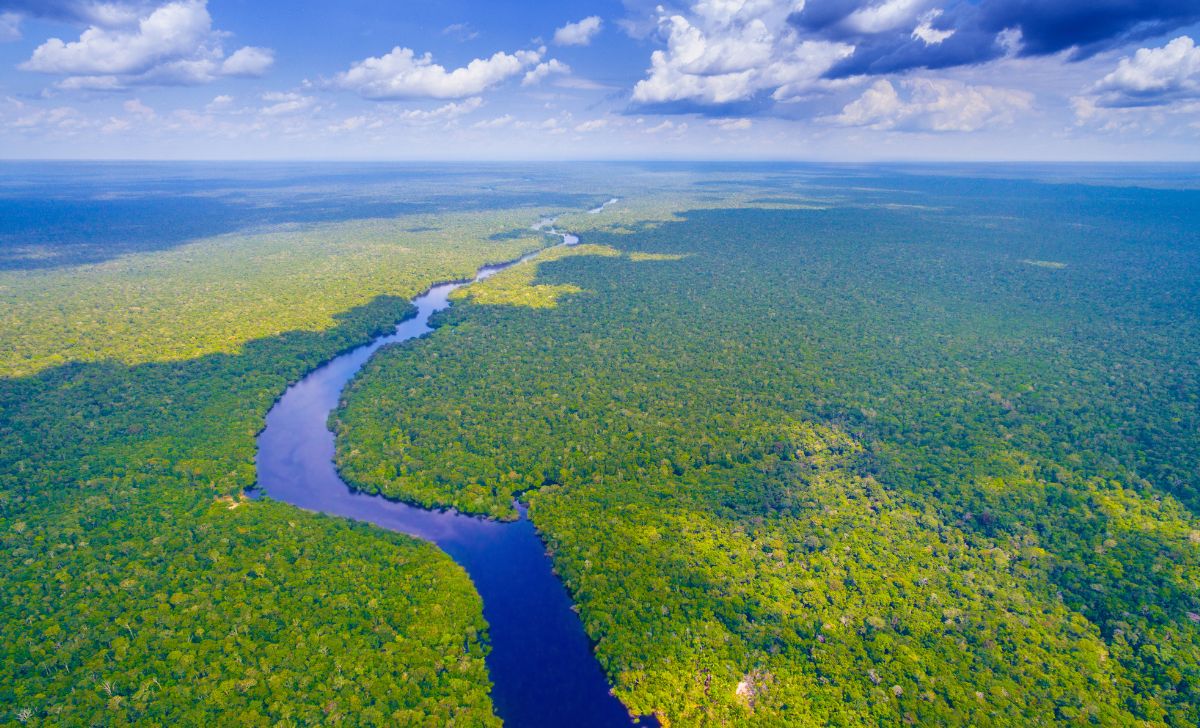 Aktivitas Seru di Hutan Amazon yang Ramah Lingkungan